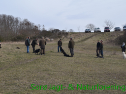 Hundetræning forår 2015